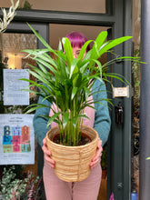 Load image into Gallery viewer, Dypsis lutescens Areca Palm 17cm Pot - *Local Delivery or Local Pick Up Only*
