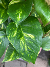 Load image into Gallery viewer, Epipremnum aureum on Moss Pole - *Local Delivery or Local Pick Up Only*
