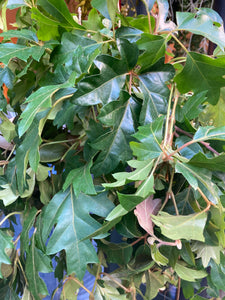 Cissus rhombifolia Ellen Danica - *Local Delivery or Local Pick Up Only*
