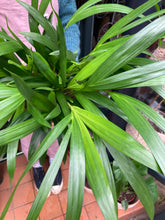 Load image into Gallery viewer, Dypsis lutescens Areca Palm 17cm Pot - *Local Delivery or Local Pick Up Only*
