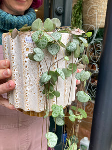 Ceropegia woodii 12cm Pot - String of Hearts