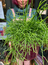 Load image into Gallery viewer, Rhipsalis baccifera Oasis - *Local Delivery or Local Pick Up Only*
