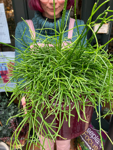 Rhipsalis baccifera Oasis - *Local Delivery or Local Pick Up Only*