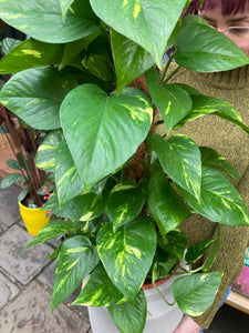 Epipremnum aureum on Moss Pole - *Local Delivery or Local Pick Up Only*