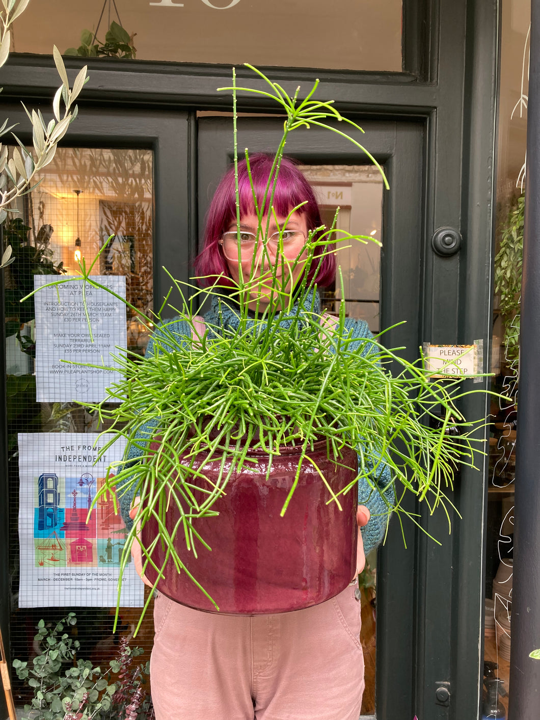 Rhipsalis baccifera Oasis - *Local Delivery or Local Pick Up Only*