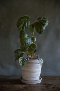 The Planet Collection Grey Plant Pots - *Local Delivery or Local Pick Up Only*