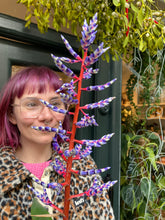 Load image into Gallery viewer, Aechmea Blue Rain - Blue Rain Bromeliad
