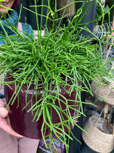 Load image into Gallery viewer, Rhipsalis baccifera Oasis - *Local Delivery or Local Pick Up Only*
