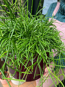 Rhipsalis baccifera Oasis - *Local Delivery or Local Pick Up Only*