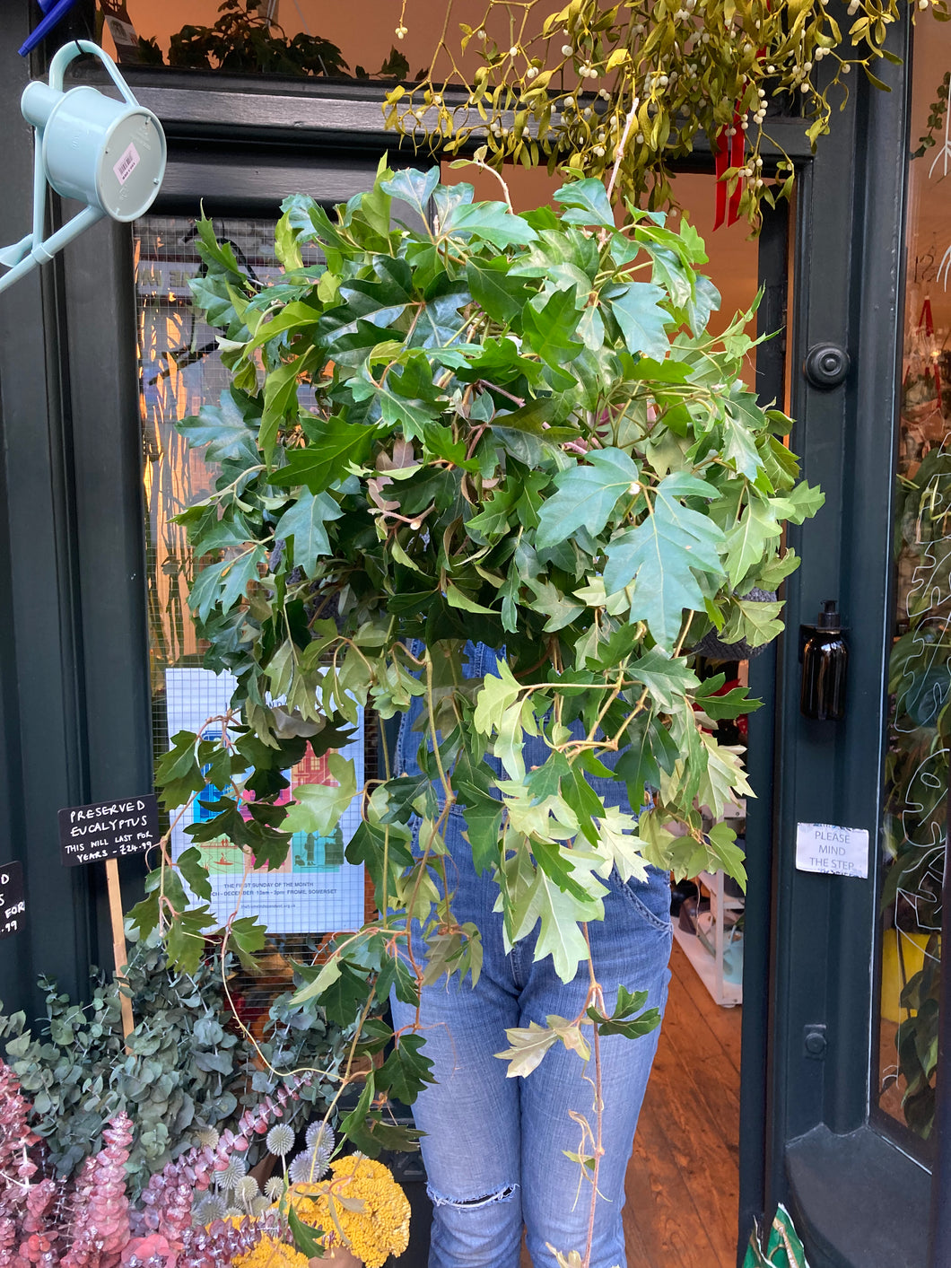 Cissus rhombifolia Ellen Danica - *Local Delivery or Local Pick Up Only*