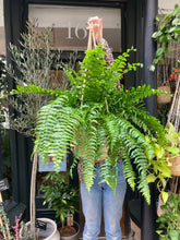 Load image into Gallery viewer, Nephrolepis biserrata Macho / Macho Fern
