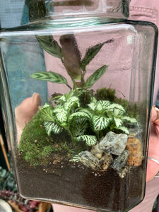 Rectangular Jar Sealed Terrarium - *Local Delivery or Local Pick Up Only*