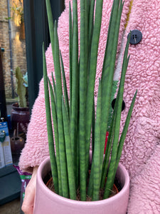 Sansevieria bacularis Mikado 14cm Pot - *Local Delivery or Local Pick Up Only*