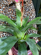Load image into Gallery viewer, Aechmea Blue Rain - Blue Rain Bromeliad

