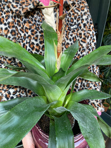 Aechmea Blue Rain - Blue Rain Bromeliad