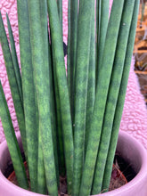 Load image into Gallery viewer, Sansevieria bacularis Mikado 14cm Pot - *Local Delivery or Local Pick Up Only*
