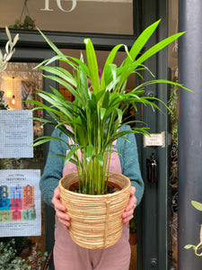 Dypsis lutescens Areca Palm 17cm Pot - *Local Delivery or Local Pick Up Only*