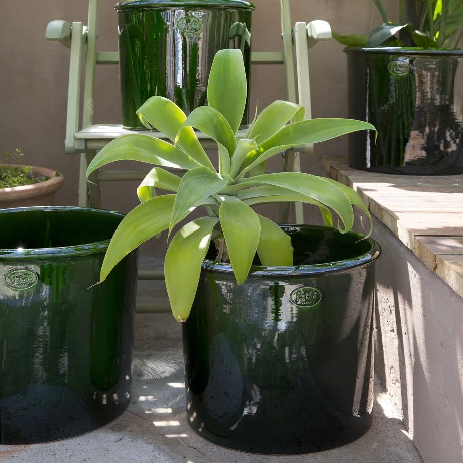 Modena Green Glazed Plant Pots - *Local Delivery or Local Pick Up Only*