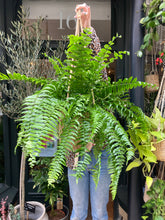 Load image into Gallery viewer, Nephrolepis biserrata Macho / Macho Fern
