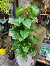 Load image into Gallery viewer, Epipremnum aureum on Moss Pole - *Local Delivery or Local Pick Up Only*
