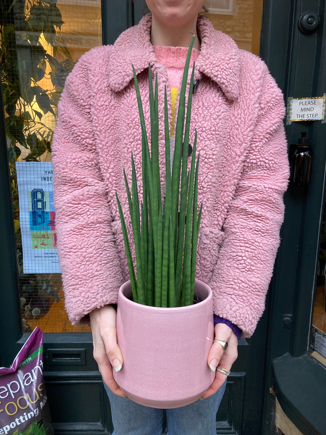 Sansevieria bacularis Mikado 14cm Pot - *Local Delivery or Local Pick Up Only*