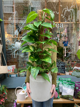 Load image into Gallery viewer, Epipremnum aureum on Moss Pole - *Local Delivery or Local Pick Up Only*
