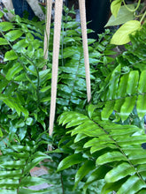 Load image into Gallery viewer, Nephrolepis biserrata Macho / Macho Fern
