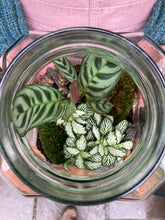 Load image into Gallery viewer, Rectangular Jar Sealed Terrarium - *Local Delivery or Local Pick Up Only*
