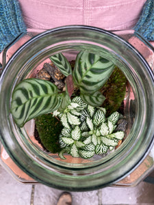 Rectangular Jar Sealed Terrarium - *Local Delivery or Local Pick Up Only*